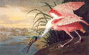 John James Audubon Roseate Spoonbill oil painting picture wholesale